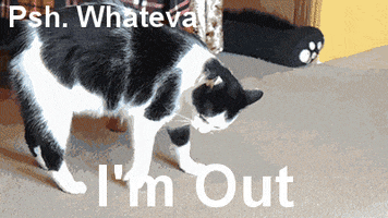 cat whatever GIF cat whatever GIF