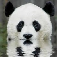 SneakyPanda