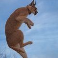 Bouncykitty