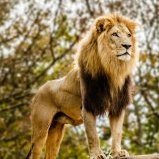 LionHowl