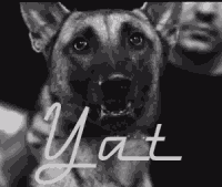 Yat